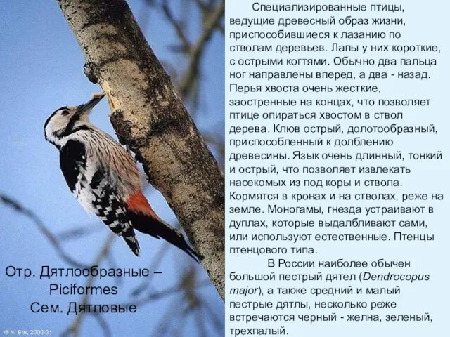 Отр. Дятлообразные – Piciformes Сем. Дятловые Специализированные птицы, ведущие древесный образ