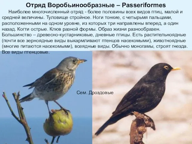 Отряд Воробьинообразные – Passeriformes Наиболее многочисленный отряд - более половины всех