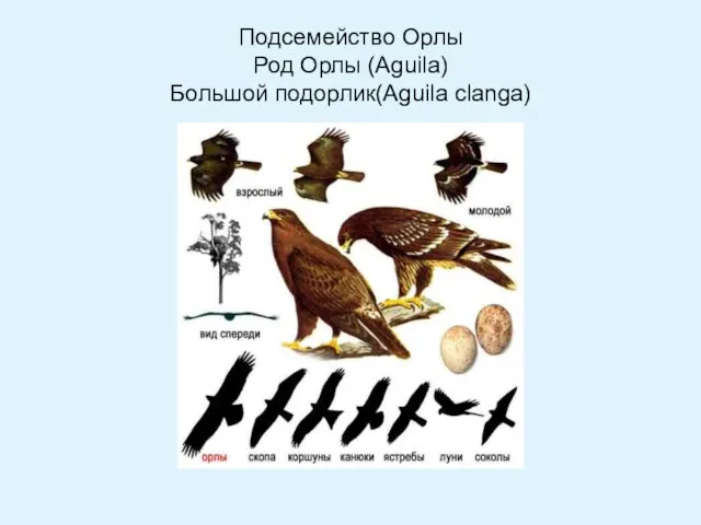 Подсемейство Орлы Род Орлы (Aguila) Большой подорлик(Aguila clanga)