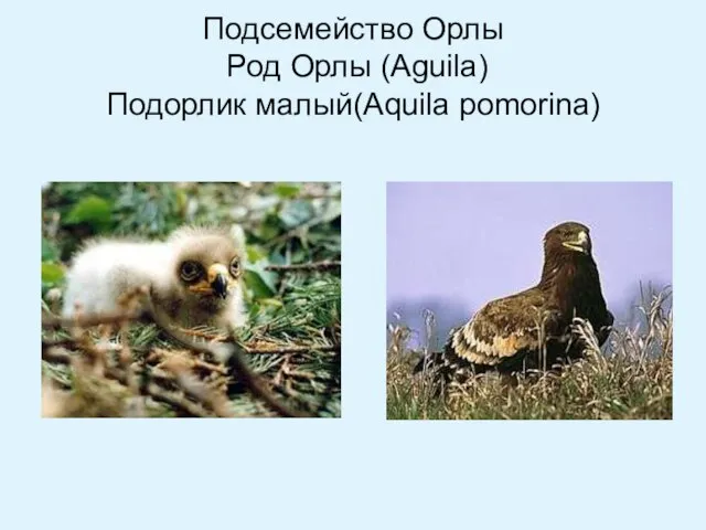 Подсемейство Орлы Род Орлы (Aguila) Подорлик малый(Aquila pomorina)