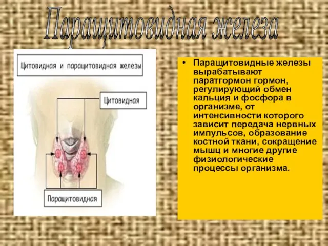 Паращитовидные железы вырабатывают паратгормон гормон, регулирующий обмен кальция и фосфора в