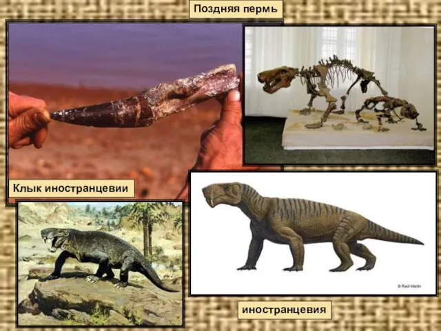 Поздняя пермь Клык иностранцевии иностранцевия