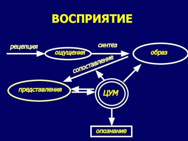 ВОСПРИЯТИЕ рецепция ощущения образ представления синтез сопоставление опознание ЦУМ