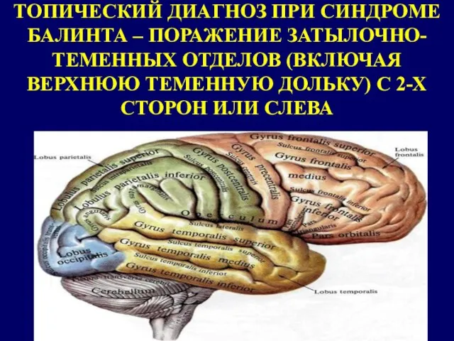 ТОПИЧЕСКИЙ ДИАГНОЗ ПРИ СИНДРОМЕ БАЛИНТА – ПОРАЖЕНИЕ ЗАТЫЛОЧНО-ТЕМЕННЫХ ОТДЕЛОВ (ВКЛЮЧАЯ ВЕРХНЮЮ