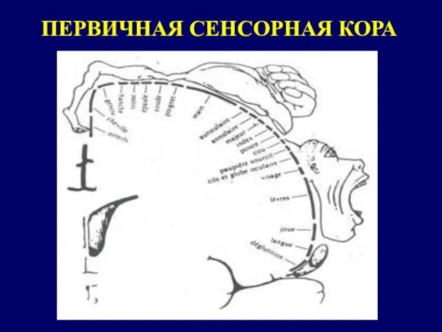 ПЕРВИЧНАЯ СЕНСОРНАЯ КОРА