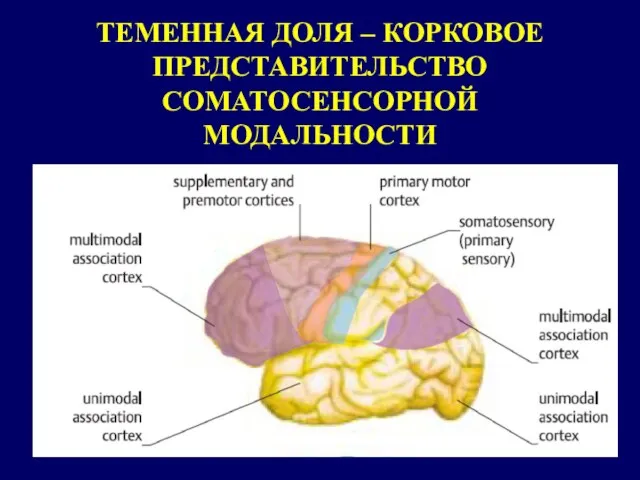 ТЕМЕННАЯ ДОЛЯ – КОРКОВОЕ ПРЕДСТАВИТЕЛЬСТВО СОМАТОСЕНСОРНОЙ МОДАЛЬНОСТИ