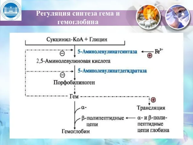 Регуляция синтеза гема и гемоглобина