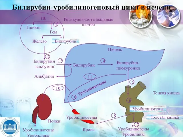 Билирубин-уробилиногеновый цикл в печени