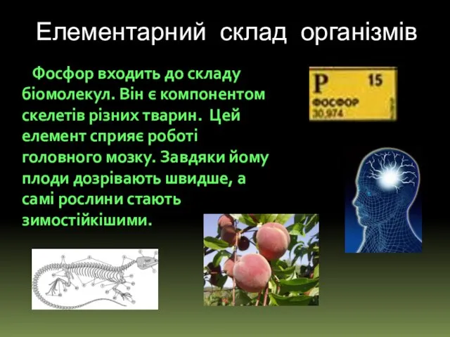 Елементарний склад організмів Фосфор входить до складу біомолекул. Він є компонентом