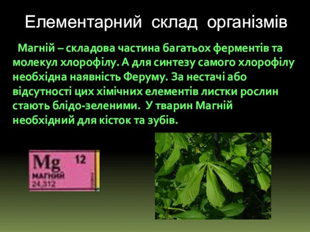 Елементарний склад організмів Магній – складова частина багатьох ферментів та молекул