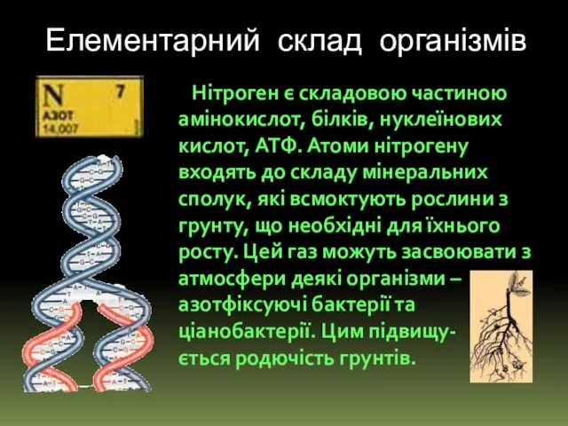 Елементарний склад організмів Нітроген є складовою частиною амінокислот, білків, нуклеїнових кислот,