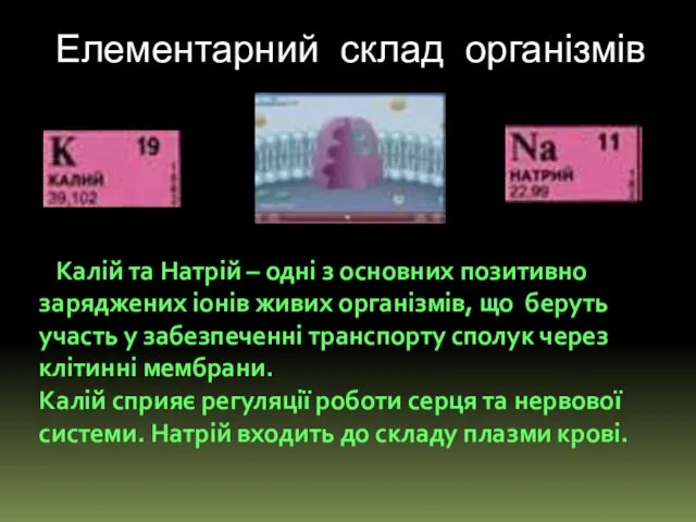 Елементарний склад організмів Калій та Натрій – одні з основних позитивно