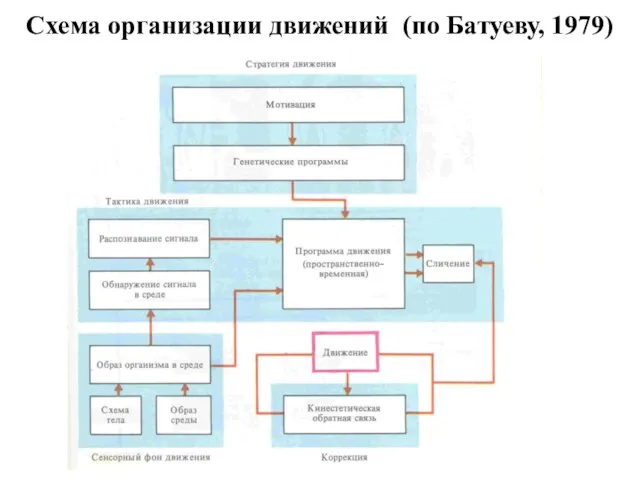 Схема организации движений (по Батуеву, 1979)