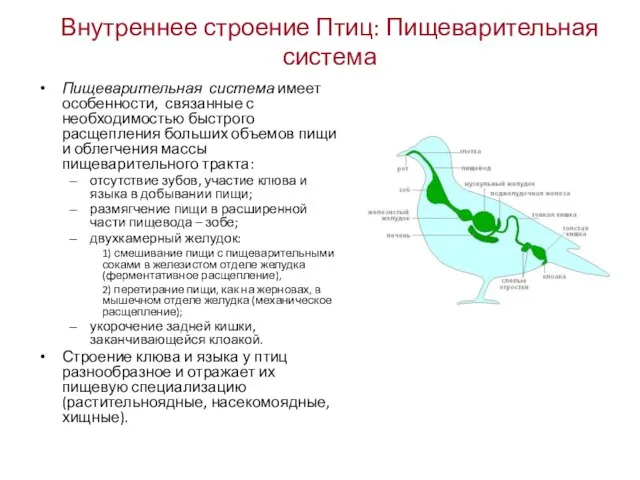 Внутреннее строение Птиц: Пищеварительная система Пищеварительная система имеет особенности, связанные с