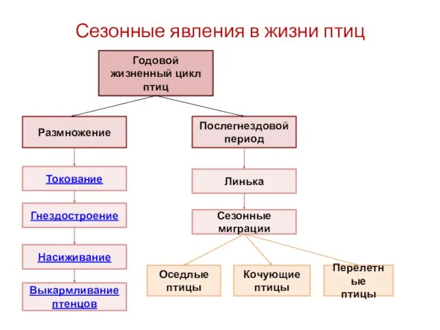 Сезонные явления в жизни птиц Размножение Годовой жизненный цикл птиц Токование