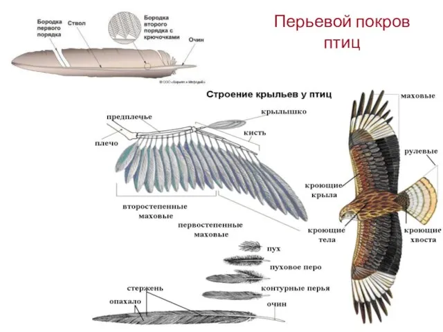 Перьевой покров птиц