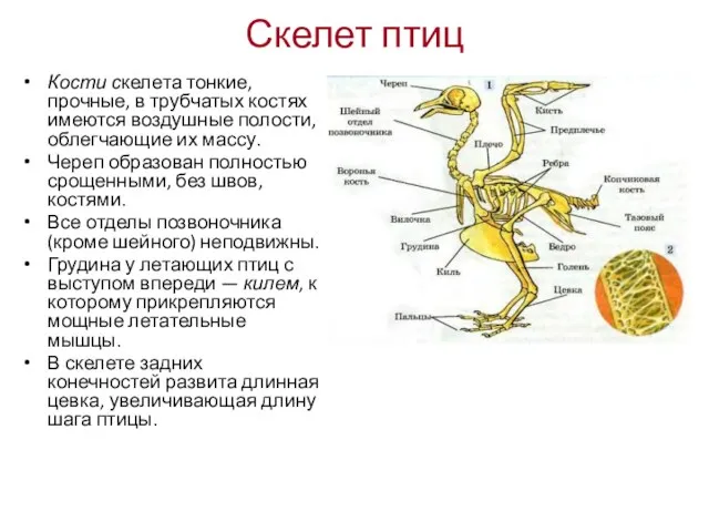 Скелет птиц Кости скелета тонкие, прочные, в трубчатых костях имеются воздушные