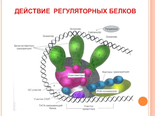 ДЕЙСТВИЕ РЕГУЛЯТОРНЫХ БЕЛКОВ