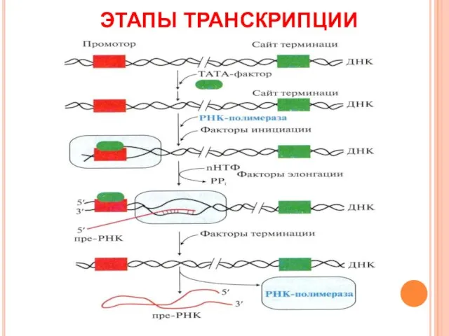 ЭТАПЫ ТРАНСКРИПЦИИ