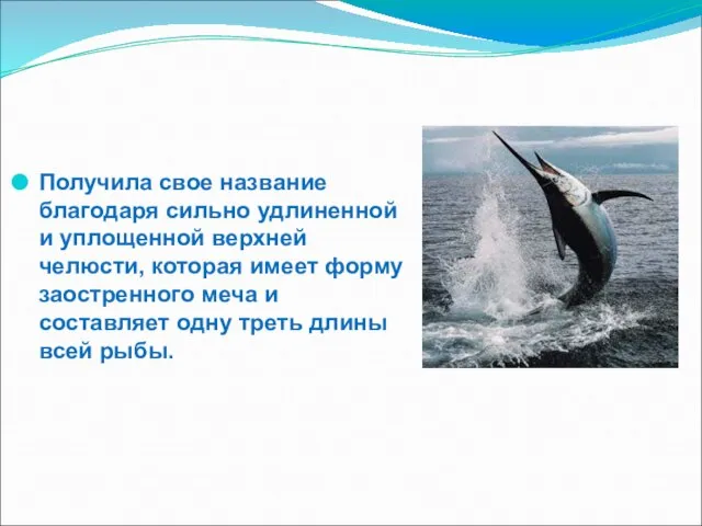 Получила свое название благодаря сильно удлиненной и уплощенной верхней челюсти, которая