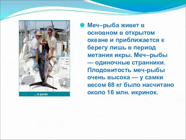 Меч–рыба живет в основном в открытом океане и приближается к берегу