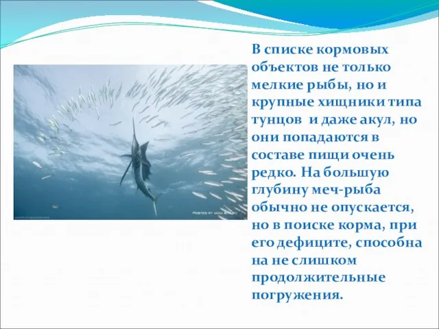 В списке кормовых объектов не только мелкие рыбы, но и крупные