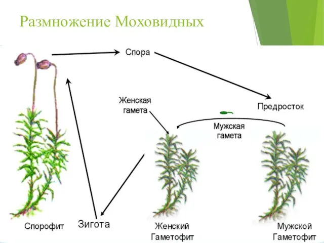 Размножение Моховидных