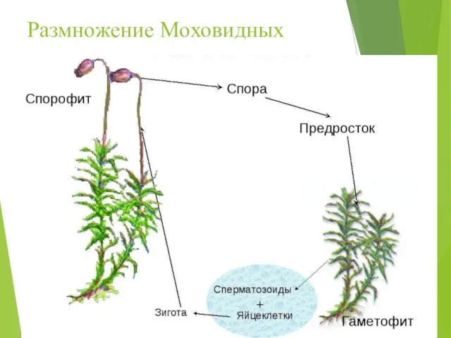 Размножение Моховидных