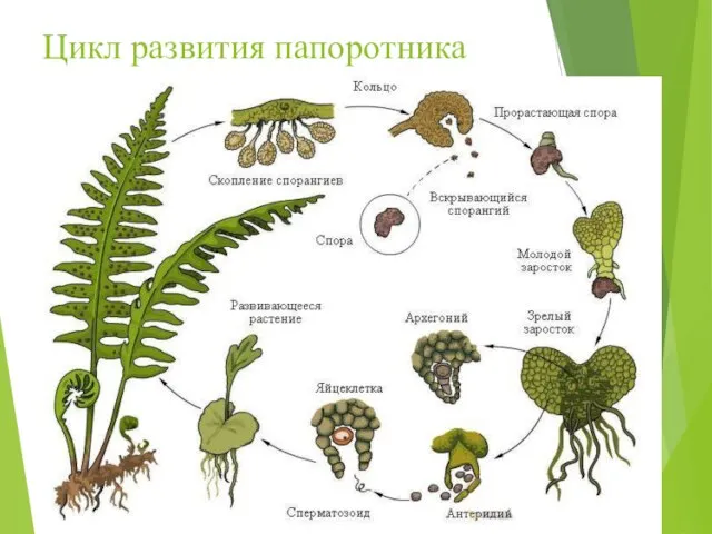 Цикл развития папоротника