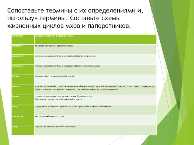 Сопоставьте термины с их определениями и, используя термины, Составьте схемы жизненных циклов мхов и папоротников.