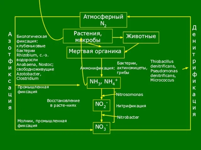 Атмосферный N2 NO3- NO2- NH3, NH4+ Растения, микробы Животные Мертвая органика