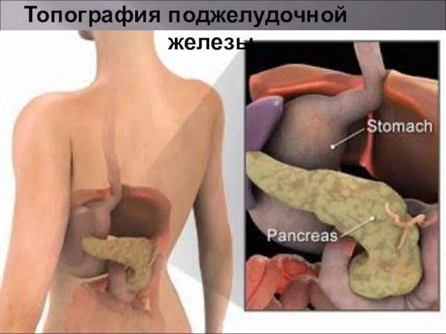 Топография поджелудочной железы