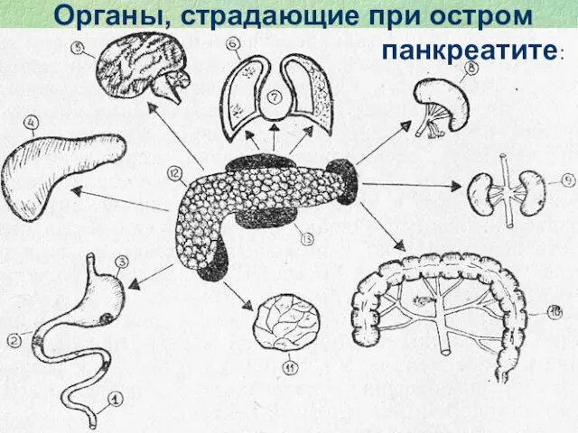 Органы, страдающие при остром панкреатите: