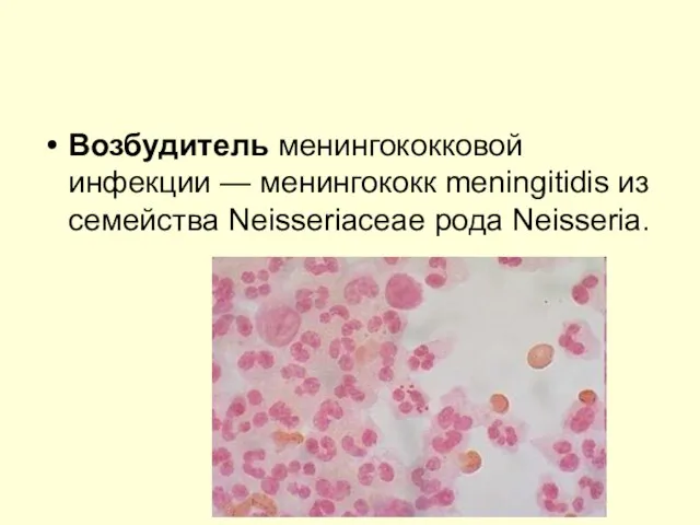 Возбудитель менингококковой инфекции — менингококк meningitidis из семейства Neisseriaceae рода Neisseria.