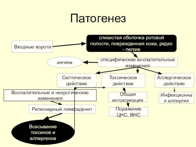 Патогенез Входные ворота слизистая оболочка ротовой полости, поврежденная кожа, редко -