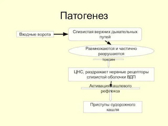 Патогенез Входные ворота Слизистая верхних дыхательных путей Размножаются и частично разрушаются