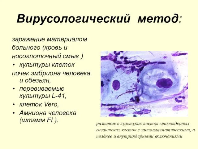 Вирусологический метод: заражение материалом больного (кровь и носоглоточный смыв ) культуры