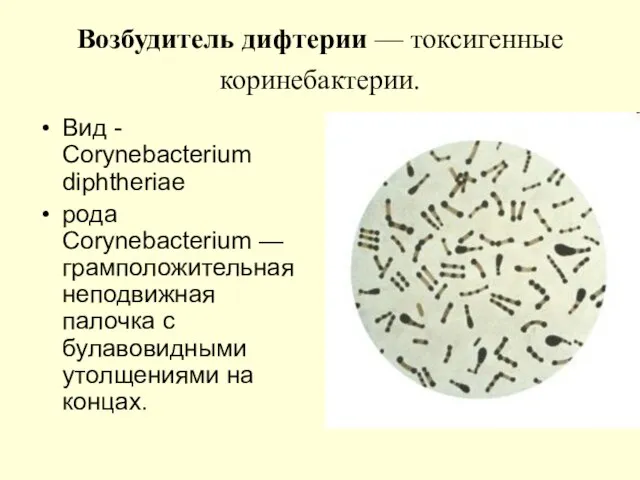 Возбудитель дифтерии — токсигенные коринебактерии. Вид - Corynebacterium diphtheriae рода Corynebacterium