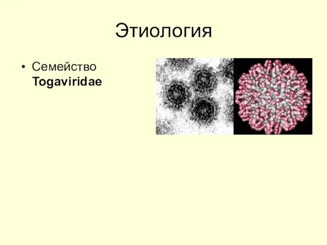 Этиология Семейство Togaviridae