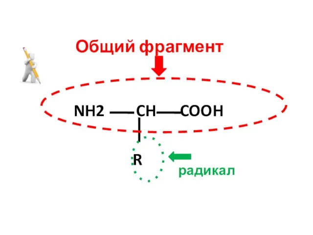 NH2 CH COOH R Общий фрагмент радикал