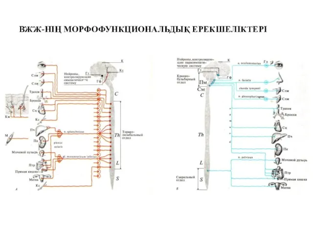 ВЖЖ-НІҢ МОРФОФУНКЦИОНАЛЬДЫҚ ЕРЕКШЕЛІКТЕРІ