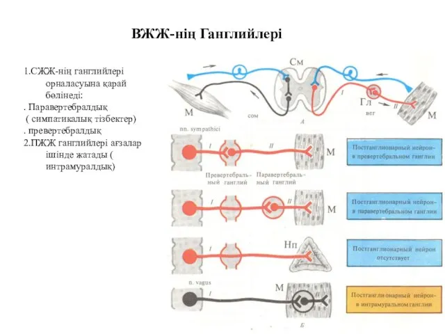 ВЖЖ-нің Ганглийлері 1.СЖЖ-нің ганглийлері орналасуына қарай бөлінеді: . Паравертебралдық ( симпатикалық