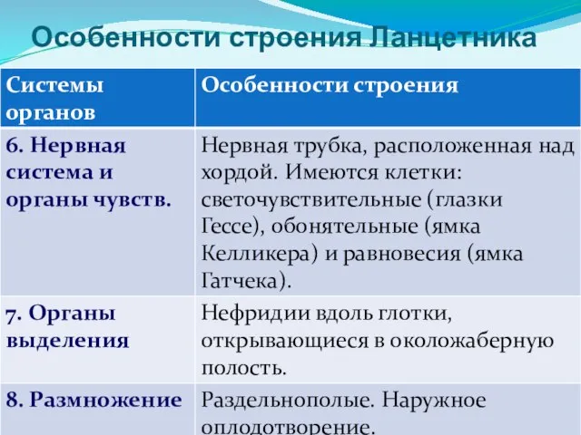 Особенности строения Ланцетника