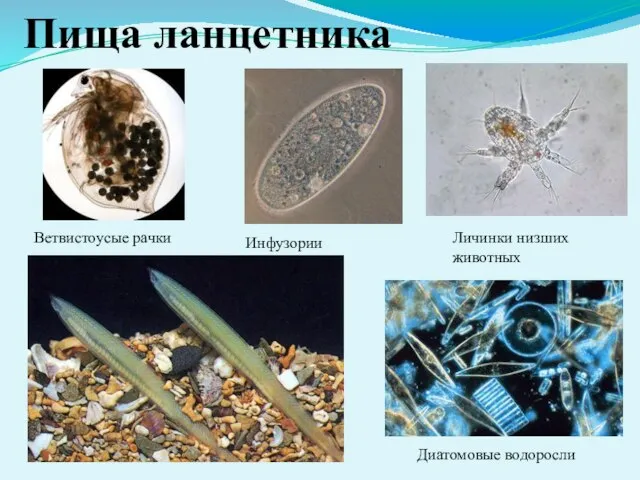Пища ланцетника Ветвистоусые рачки Инфузории Личинки низших животных Диатомовые водоросли