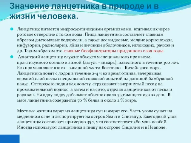 Значение ланцетника в природе и в жизни человека. Ланцетник питается микроскопическими