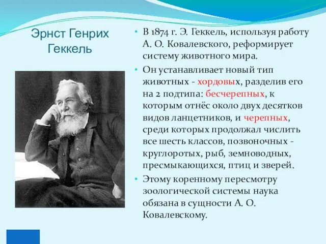 Эрнст Генрих Геккель В 1874 г. Э. Геккель, используя работу А.