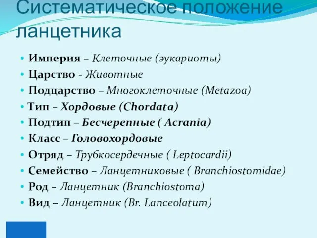 Систематическое положение ланцетника Империя – Клеточные (эукариоты) Царство - Животные Подцарство