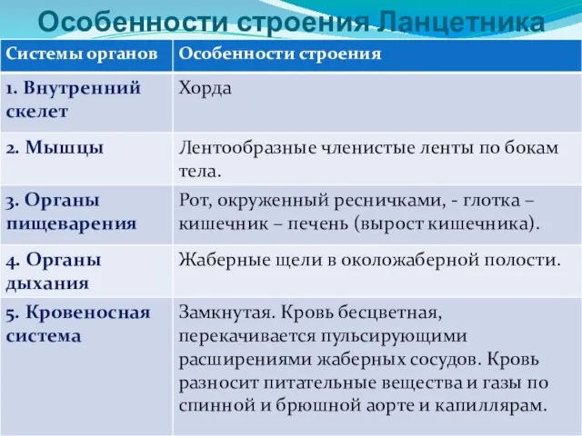 Особенности строения Ланцетника