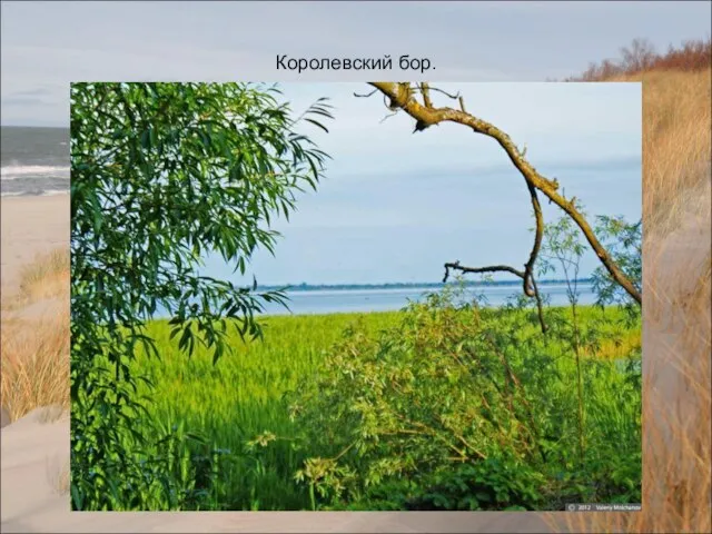 Королевский бор.