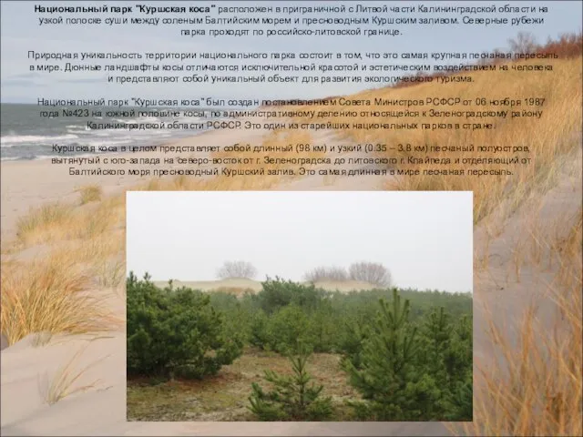 Национальный парк "Куршская коса" расположен в приграничной с Литвой части Калининградской